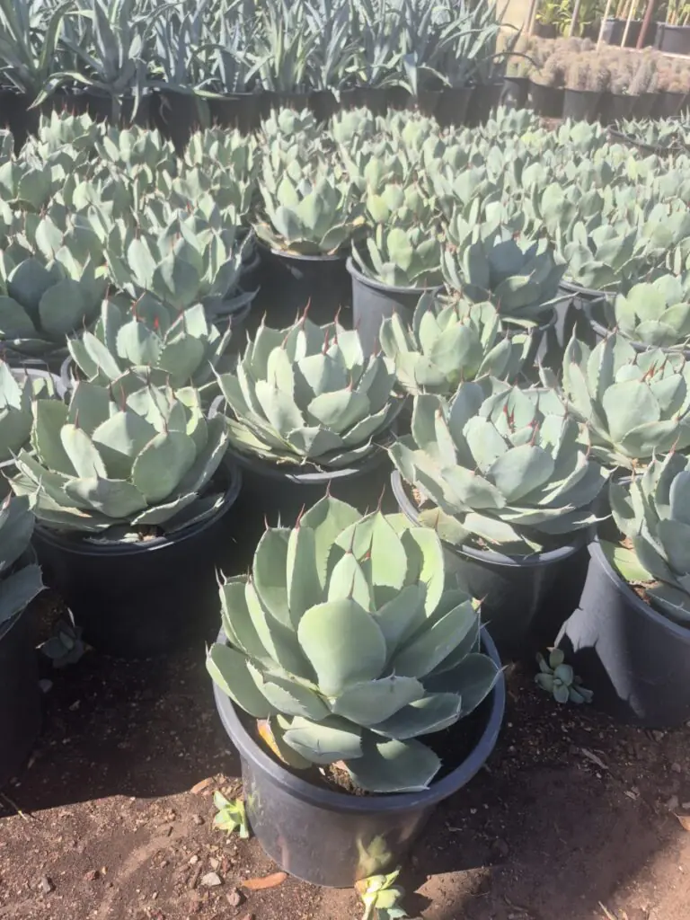 5G Artichoke Agave