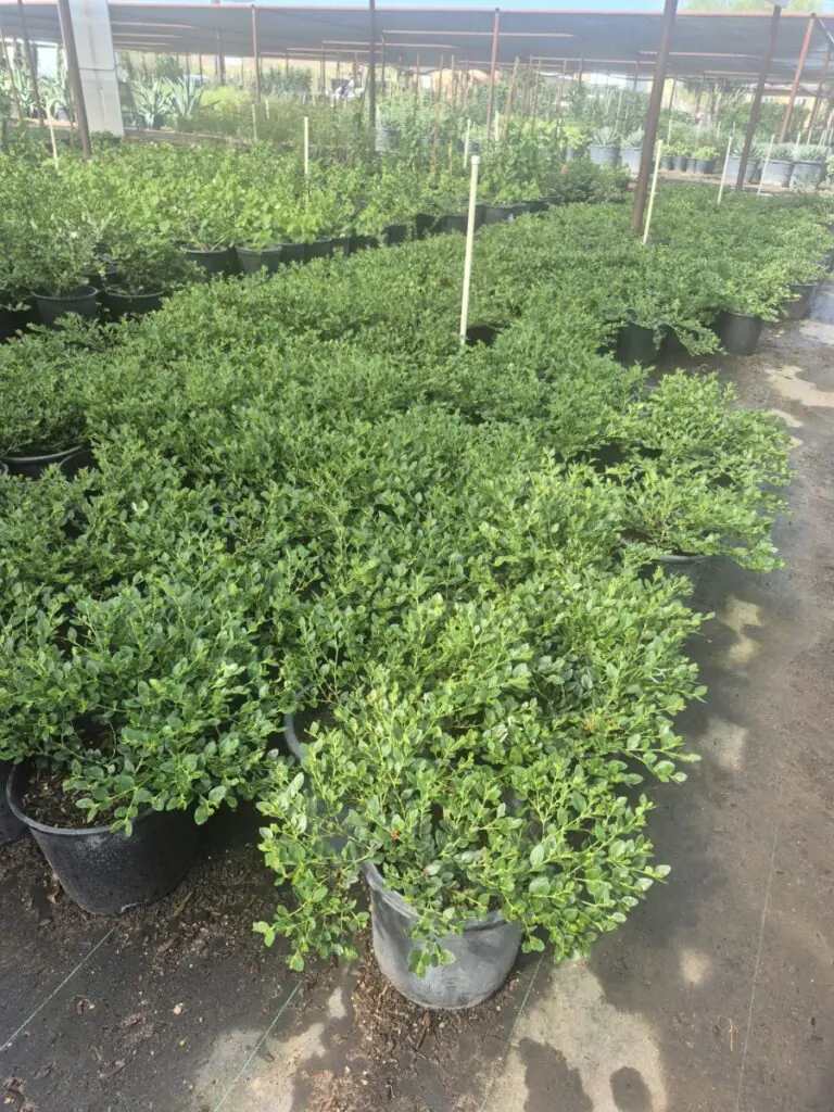 5G Carissa Green Carpet