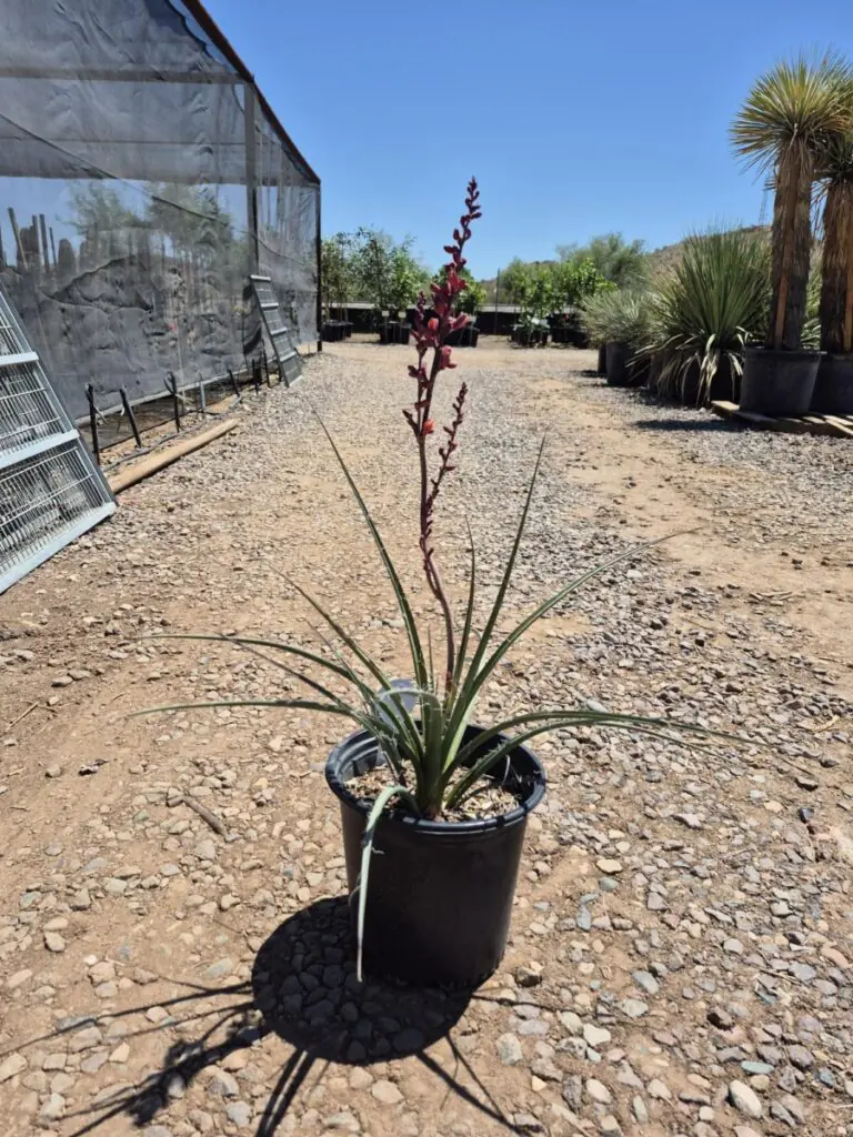 5G Desert Dusk Hesperaloe Premium