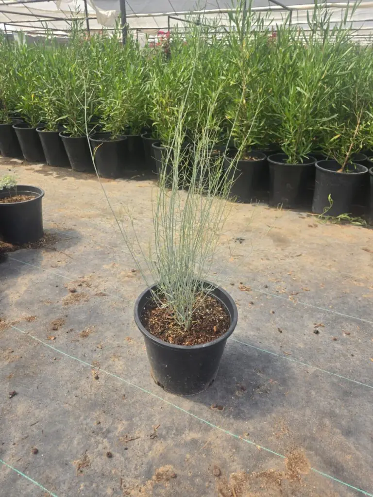5G Desert Milkweed Sale