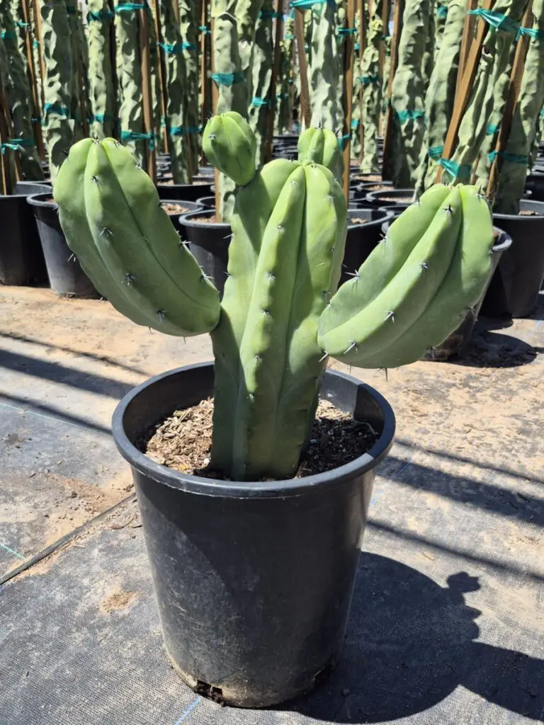 5G Fat Blue Myrtle Cactus