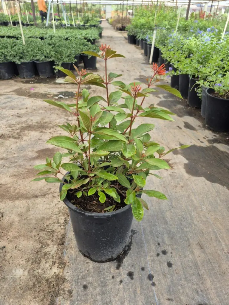 5G Firecracker Bush Red