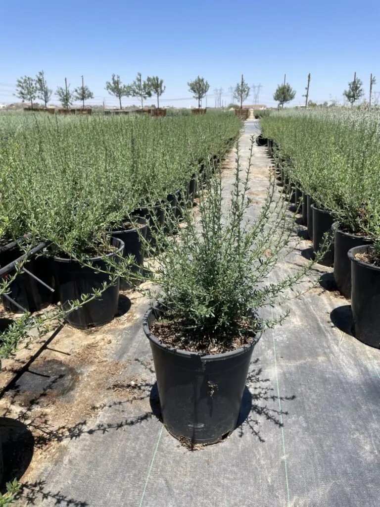 5G Flattop Buckwheat