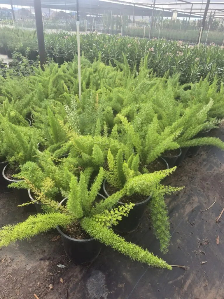5G Foxtail Fern