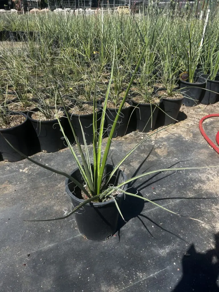 5G Giant Hesperaloe