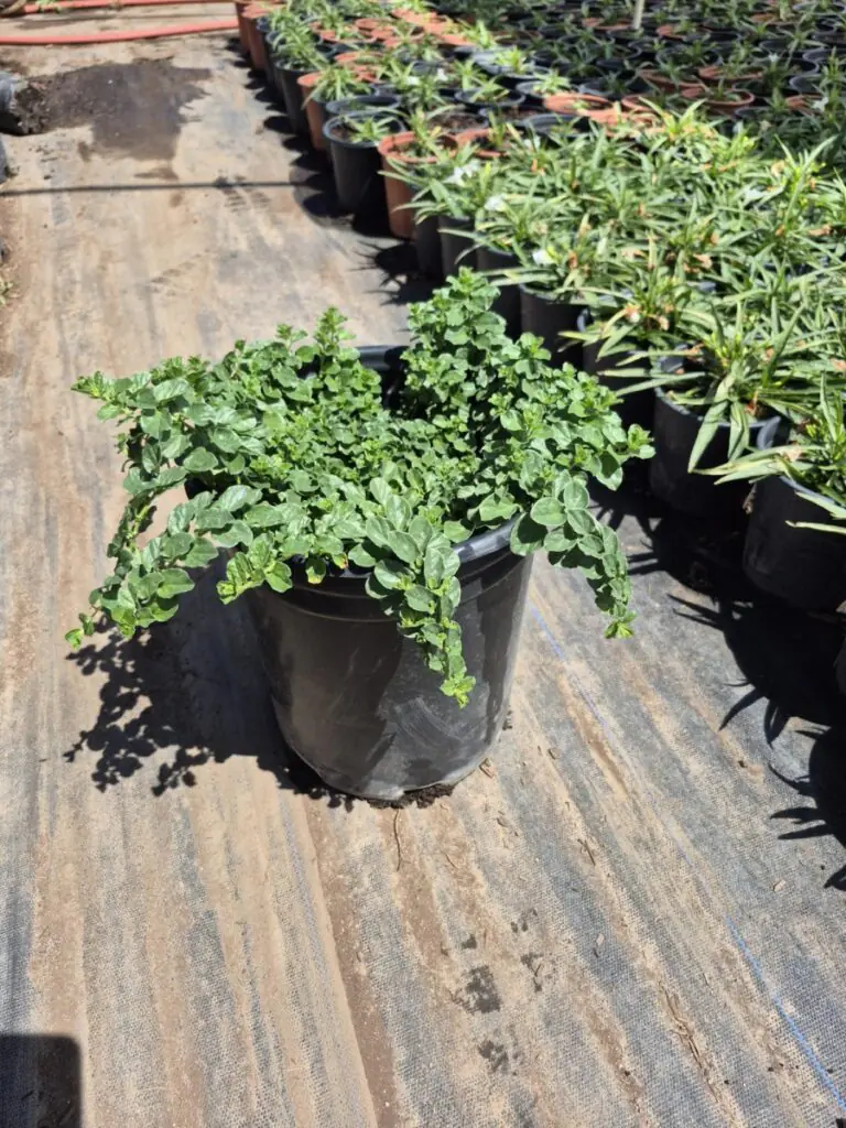 5G Ground Morning Glory