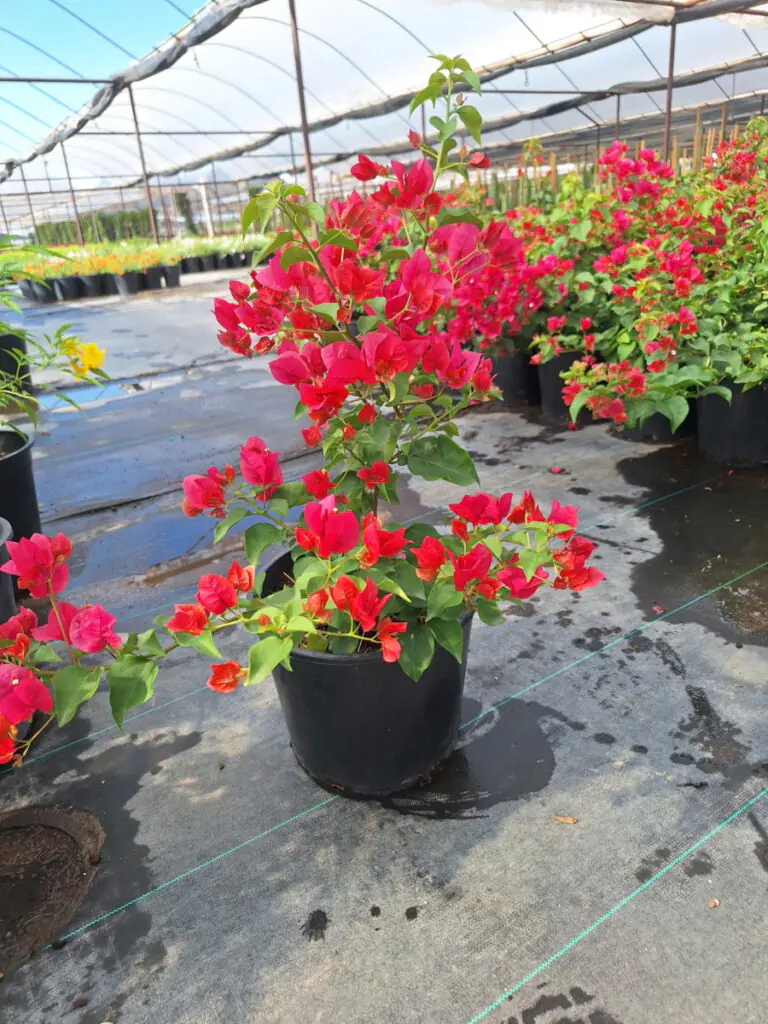 5G La Jolla Bougainvillea