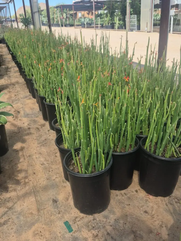 5G Lady Slippers Premium
