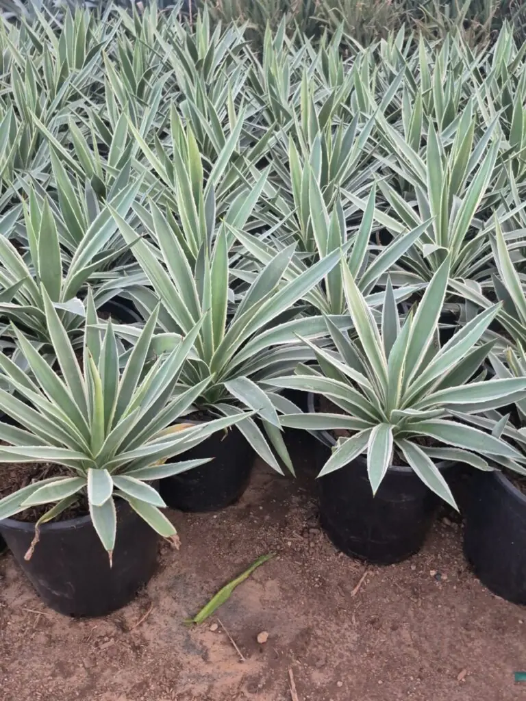 5G Narrow Leaf Agave