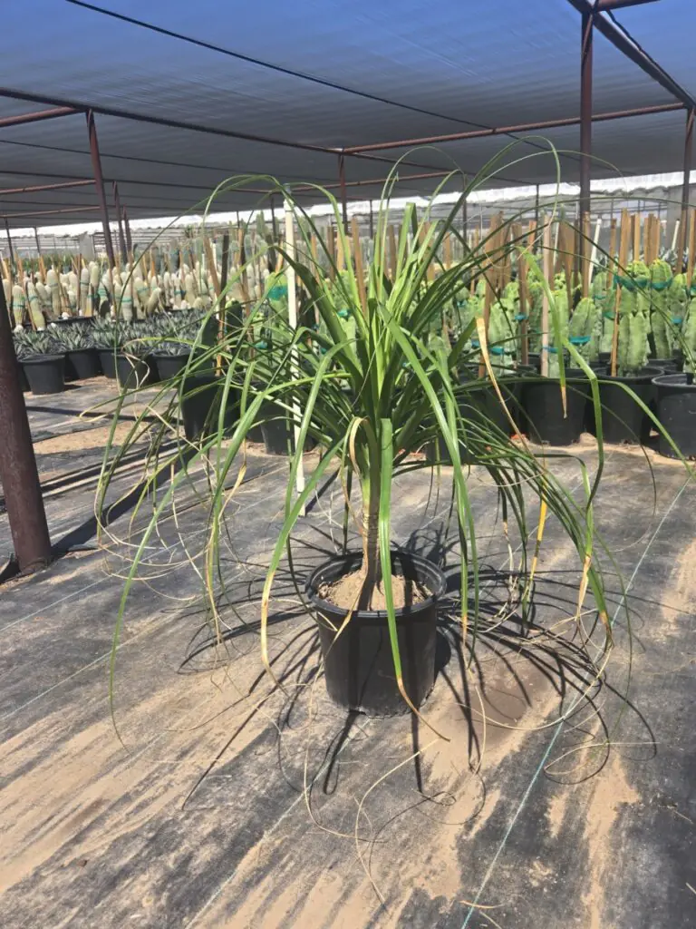 5G Ponytail Palm Sale