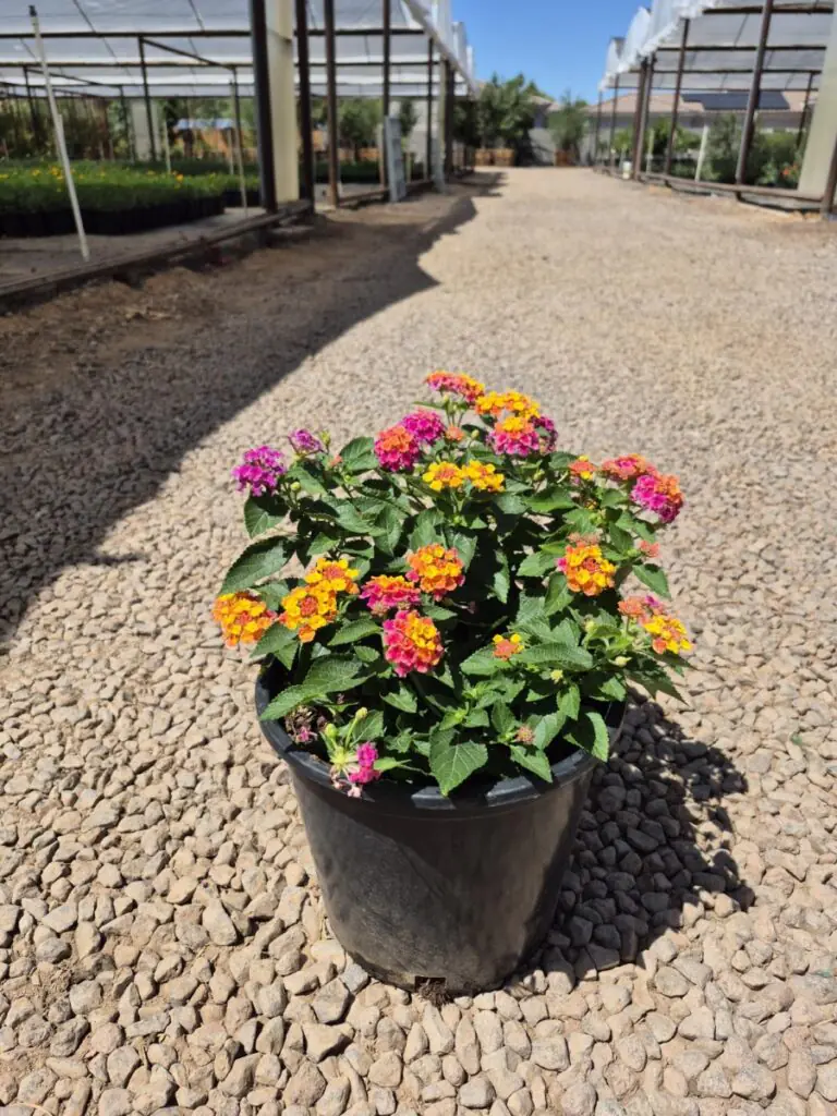 5G Rose Lantana