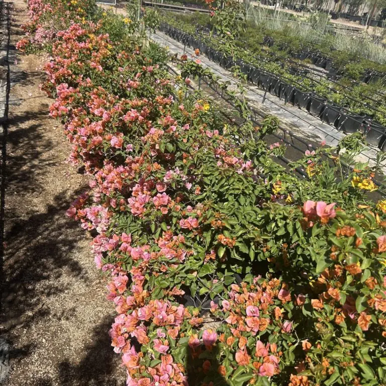 5G Rosenka Bougainvillea