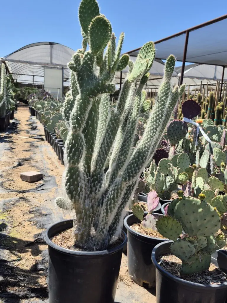 5G Snow Prickly Pear