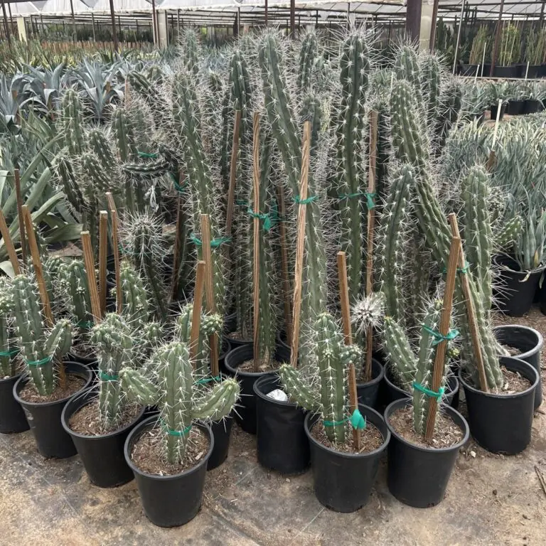 5G Toothpick Cactus