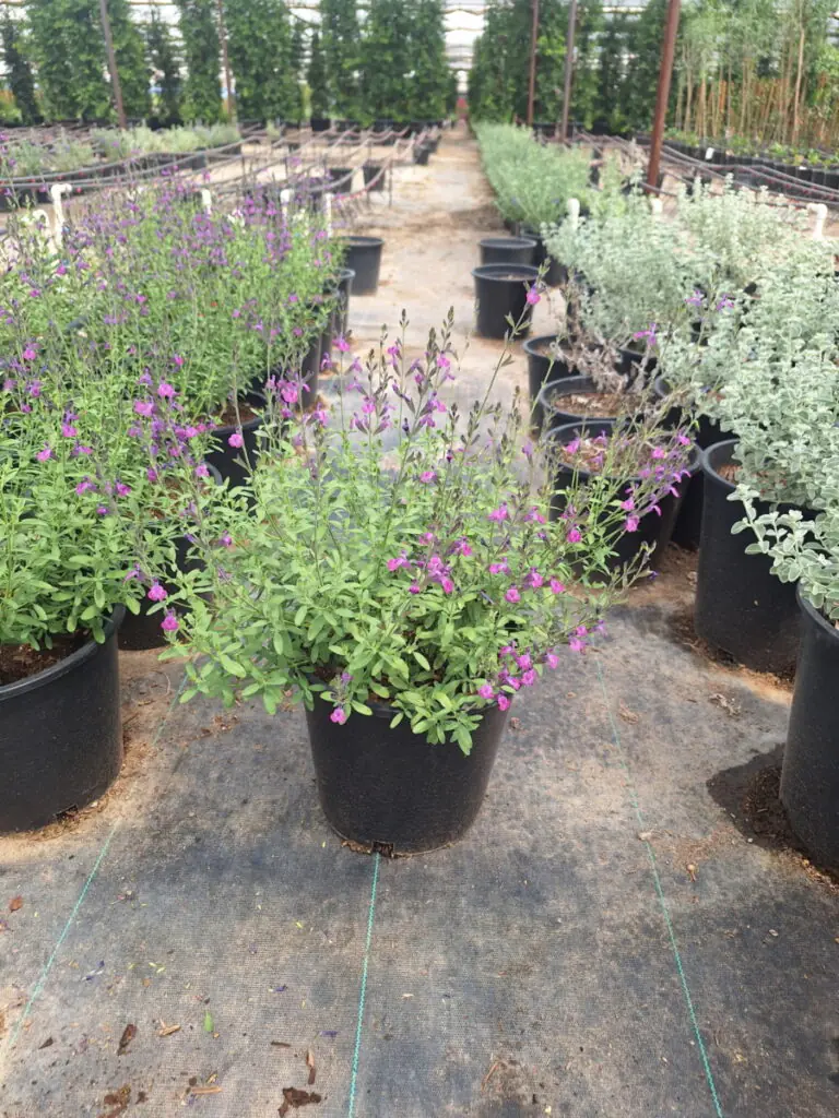 5G Ultra Violet Autumn Sage