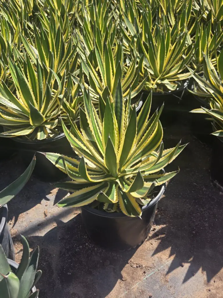 5G Variegated Agave Lophantha Sale