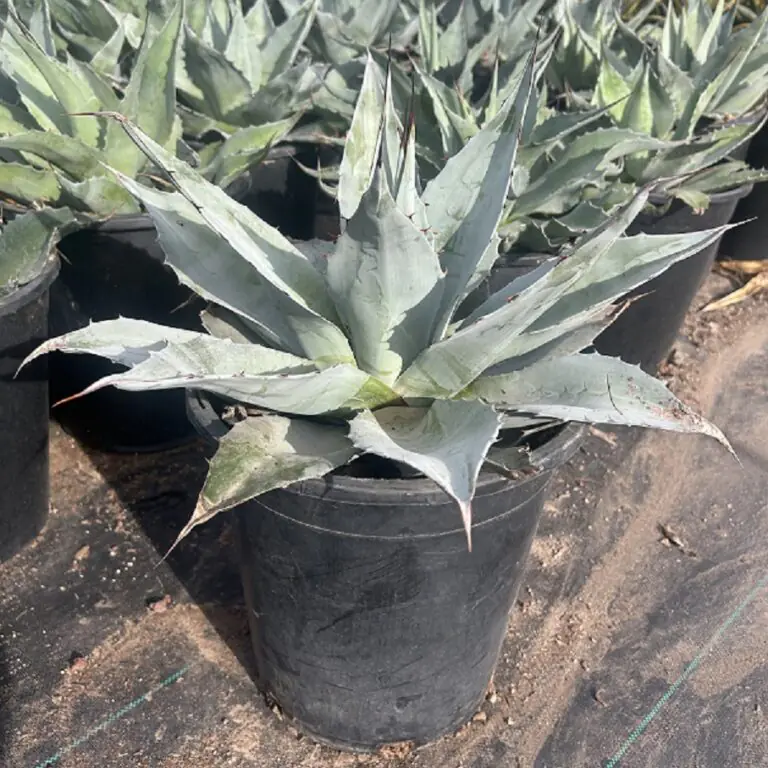 5G Whale's Tongue Agave