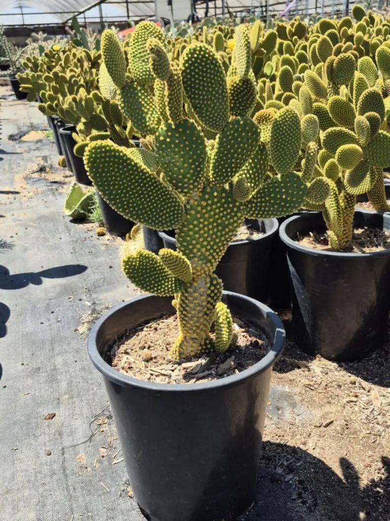 5G Yellow Bunny Ears Prickly Pear