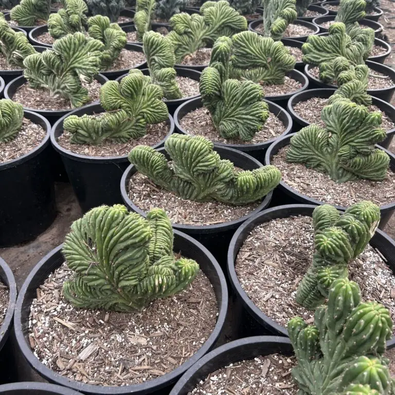 7G Crested San Pedro