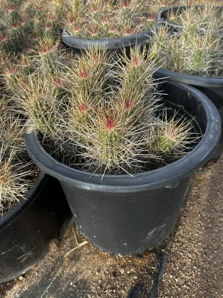 7G Strawberry Hedgehog 1