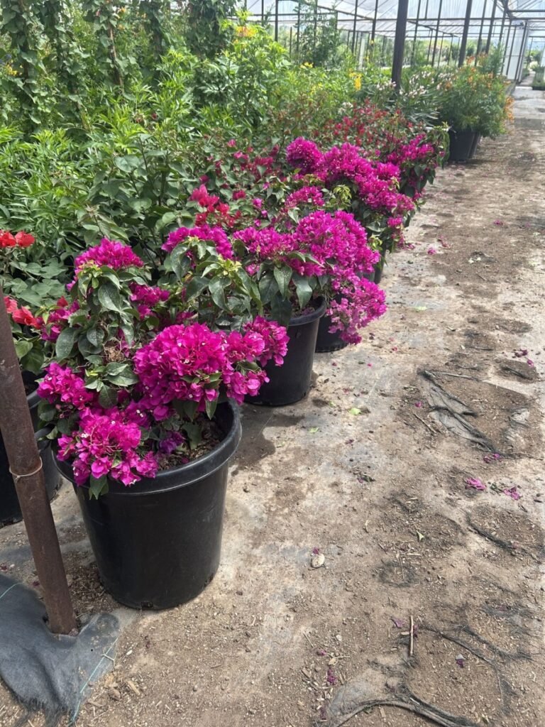 15G Alexandra Bougainvillea
