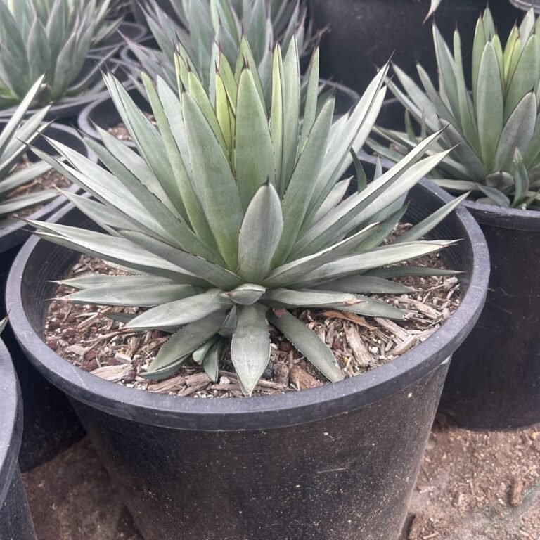 15G Blue Ember Agave