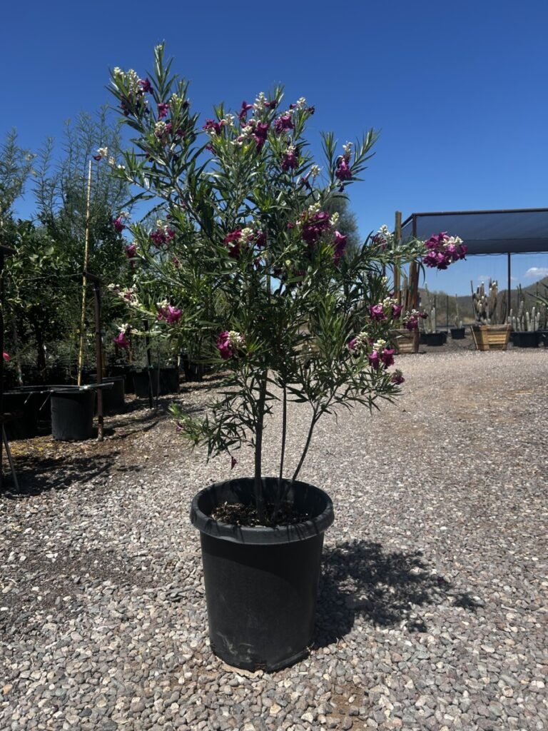 15G Bubbalicious Desert Willow