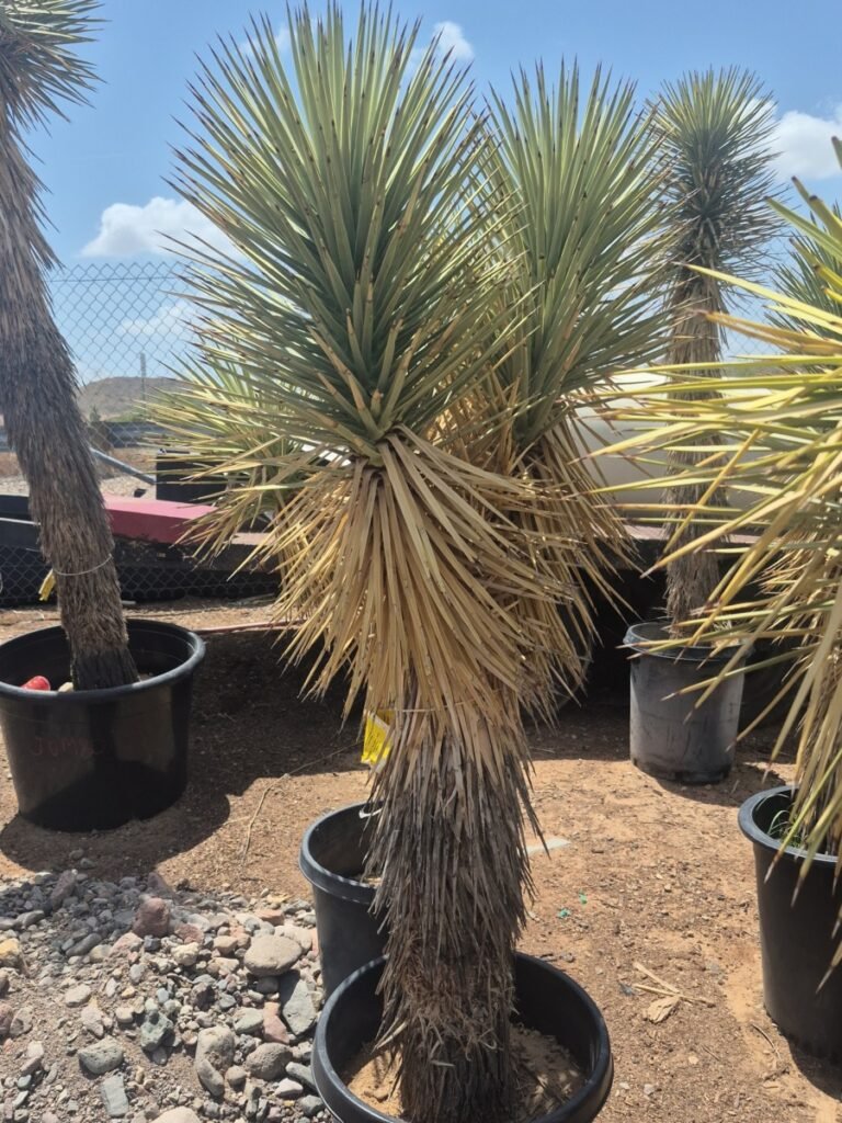 15G Joshua Tree