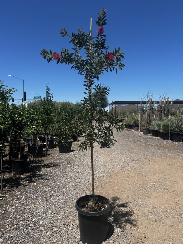 15G Lemon Bottlebrush Tree