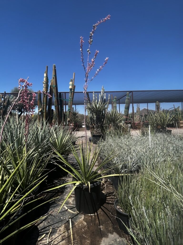 15G Pink Parade Hesperaloe