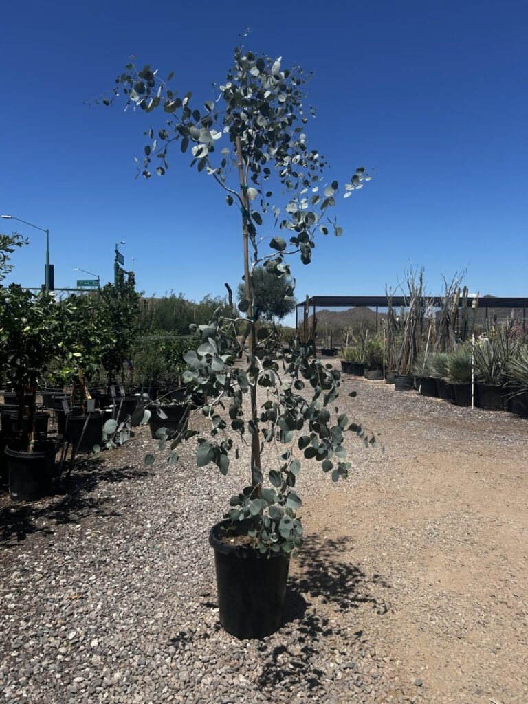 15G Silver Dollar Eucalyptus