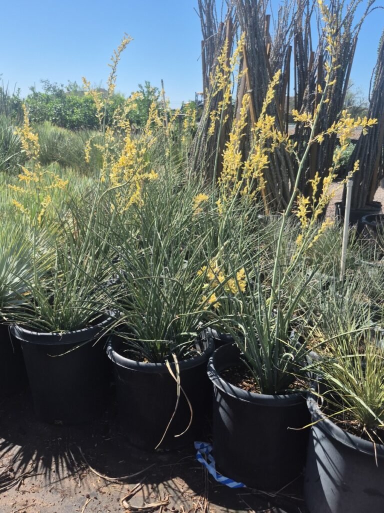 15G Yellow Hesperaloe