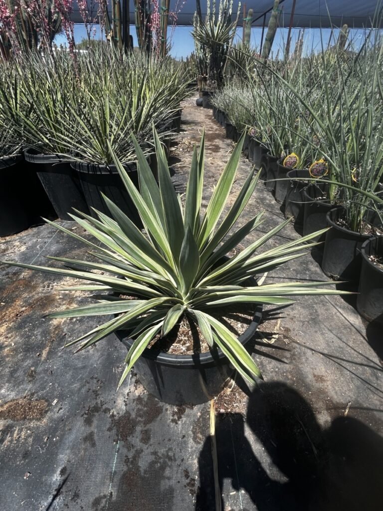15G Yucca Pendula Variegated