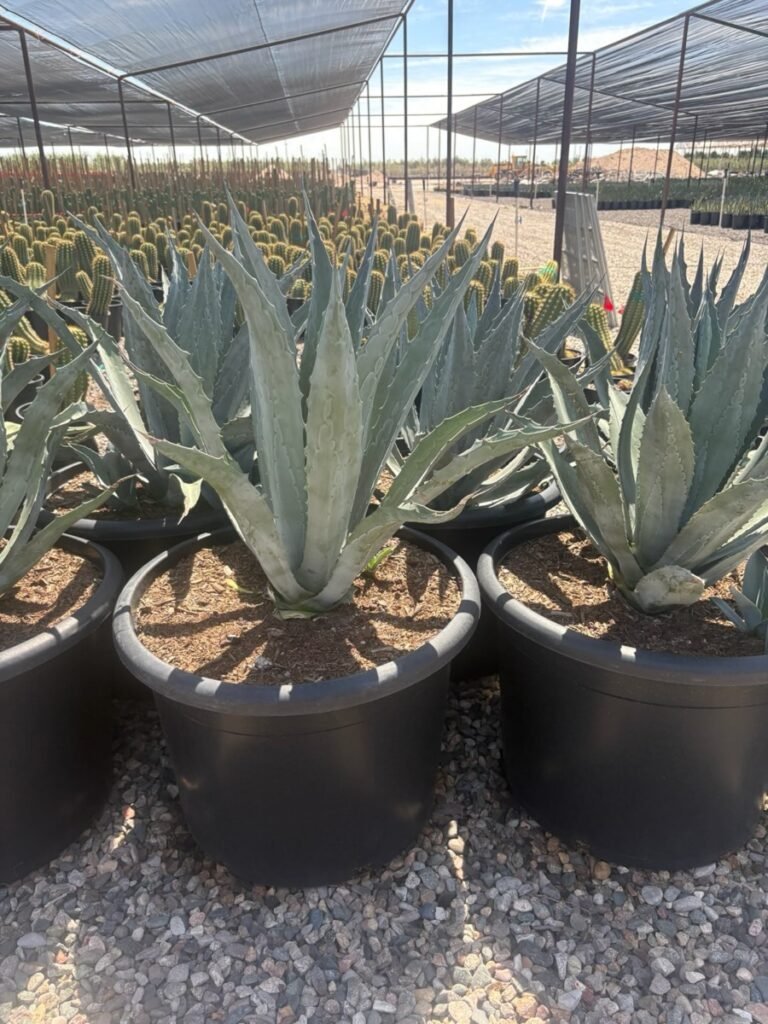 25G Agave Americana