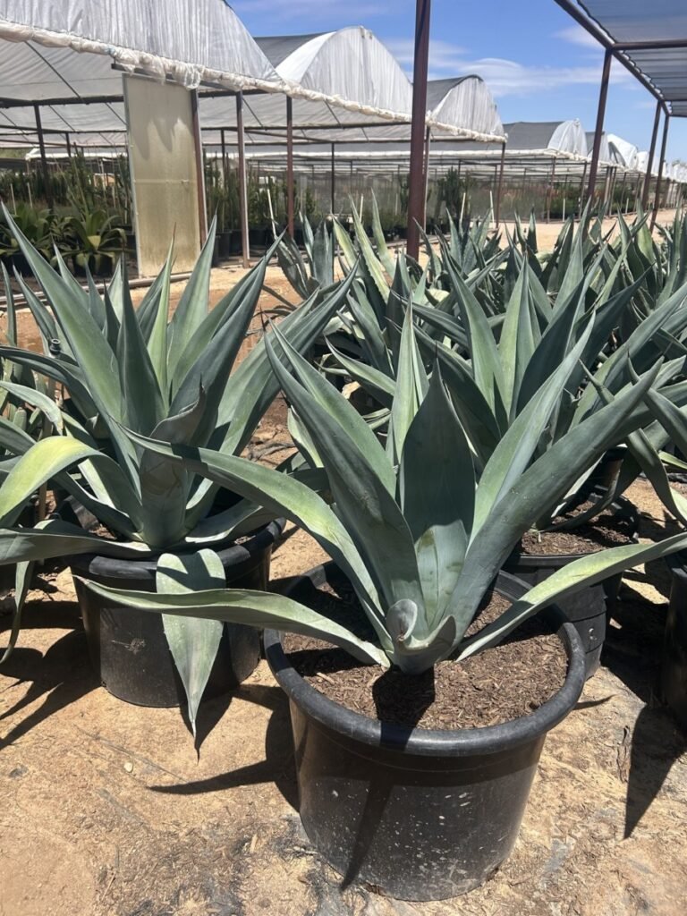25G Agave Weberi Big Boy