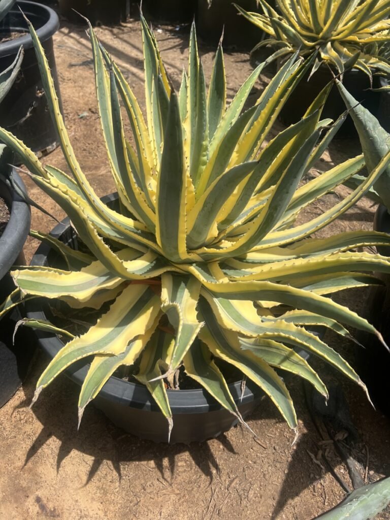 25G Agave Cornelius