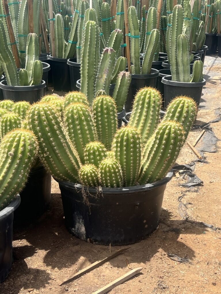 25G Argentine Giant