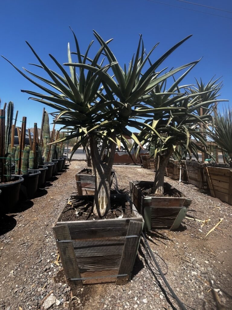 25G Multi Head Aloe Hercules