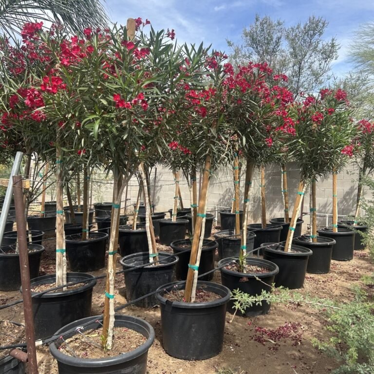 25G Red Oleander Tree