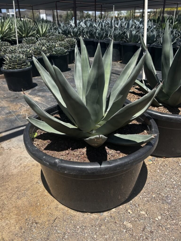 25G Sharkskin Agave