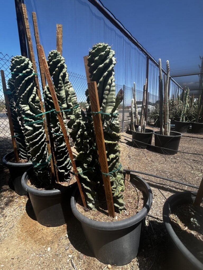 25G Spiral Cereus