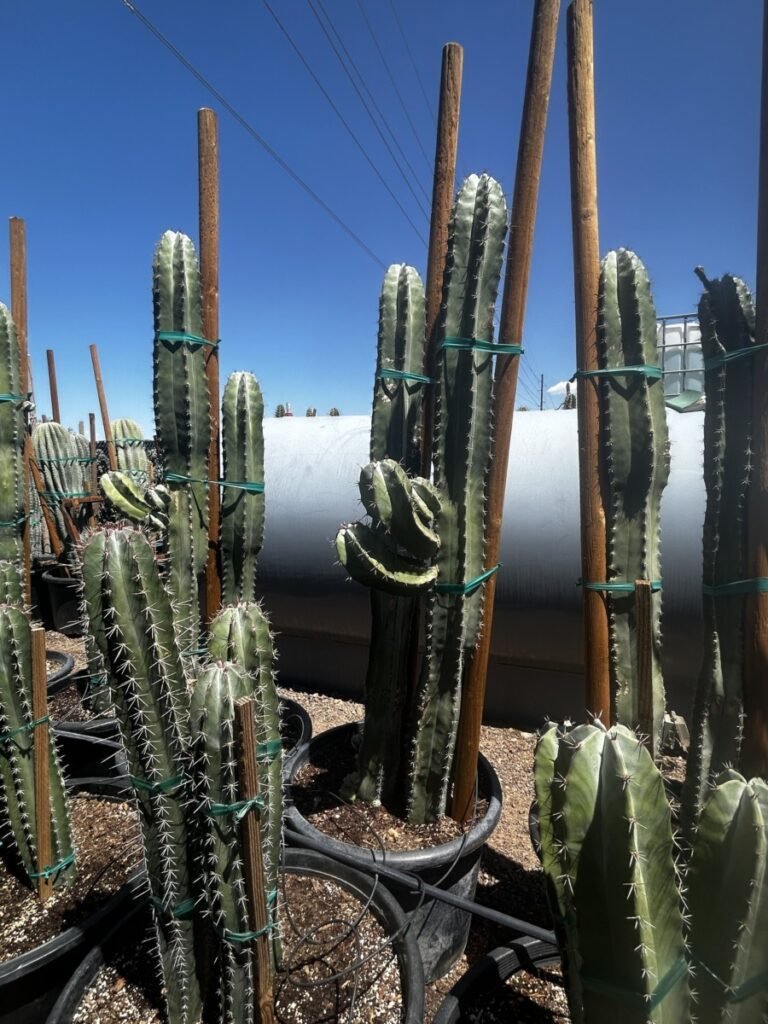 25G White Thorn Cactus