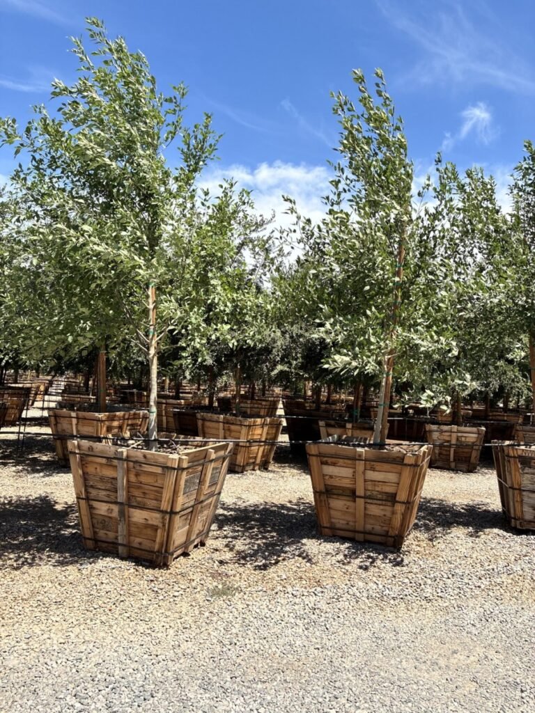 36In Arizona Ash