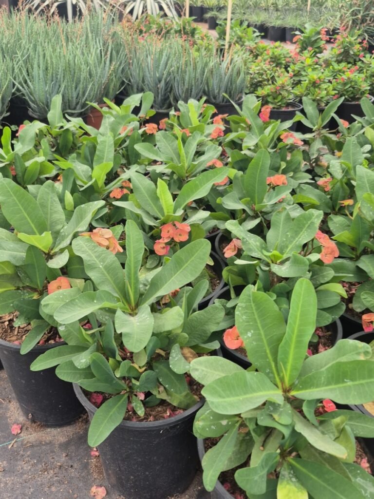 3G Cherokee Crown Of Thorns