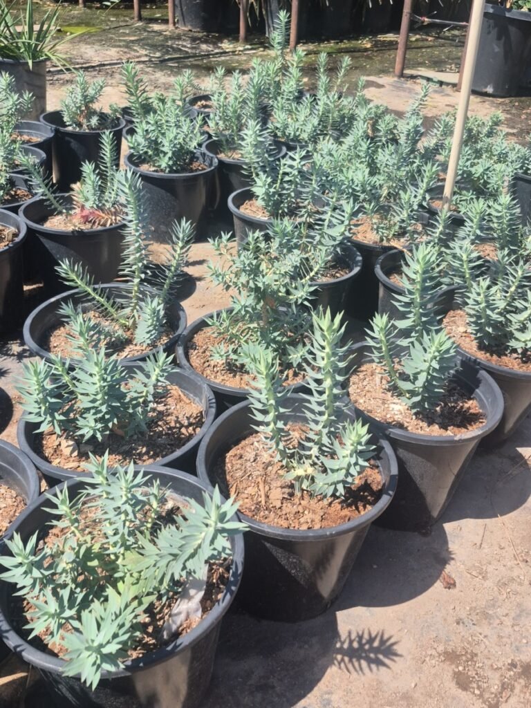 3G Gopher Plant