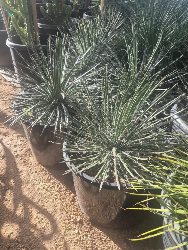 5G Agave Geminiflora Premium