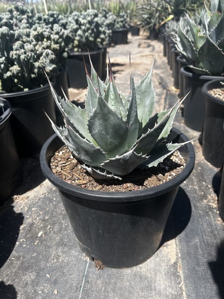 5G Agave Parasana