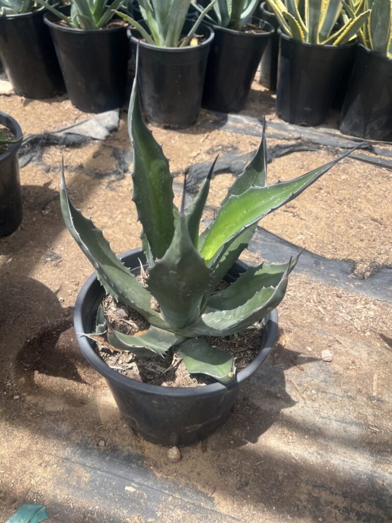 5G Agave Salmiana