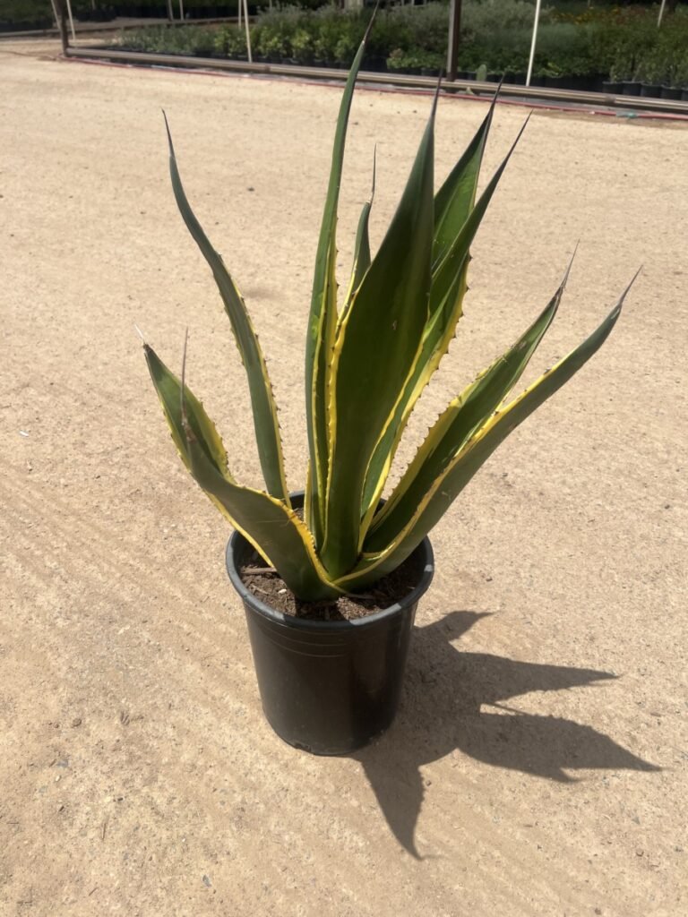 5G Agave Salmiana Variegated
