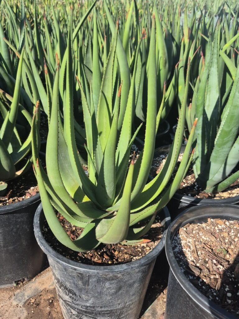 5G Aloe Wickensii